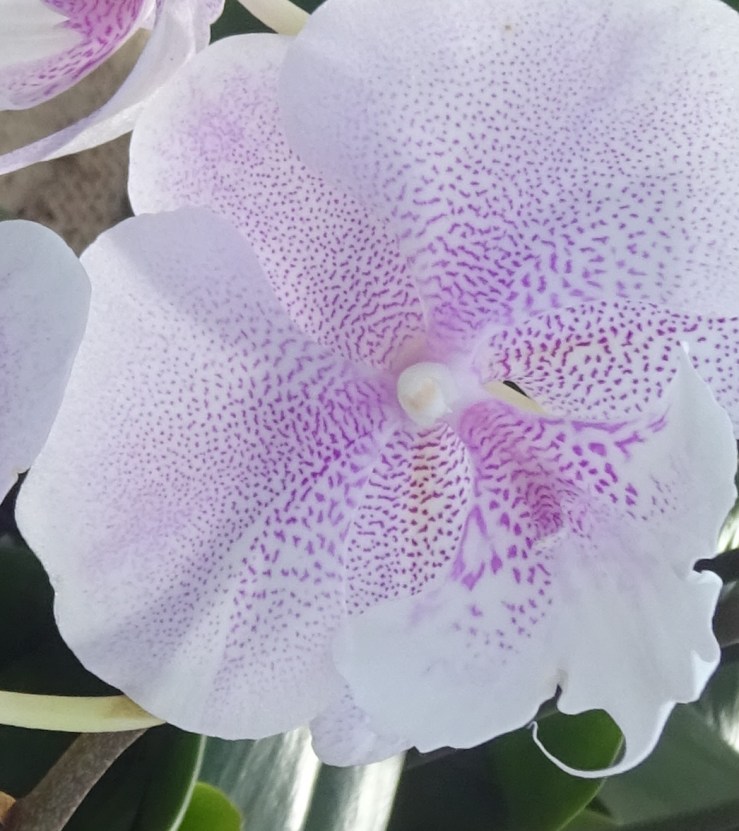 DSC06719 kew copy 2.jpg