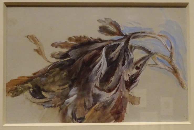 15 DSC07369 ruskin fast sketch seaweed 1879 165.jpg
