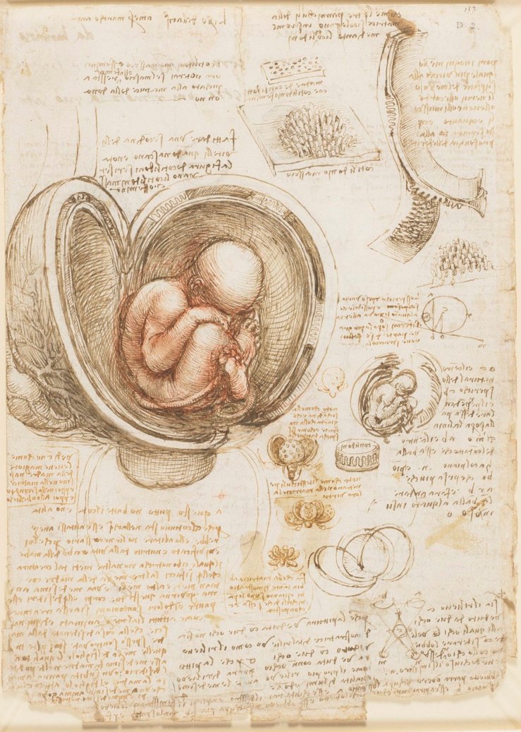 12 919102R fetus in womb.jpg