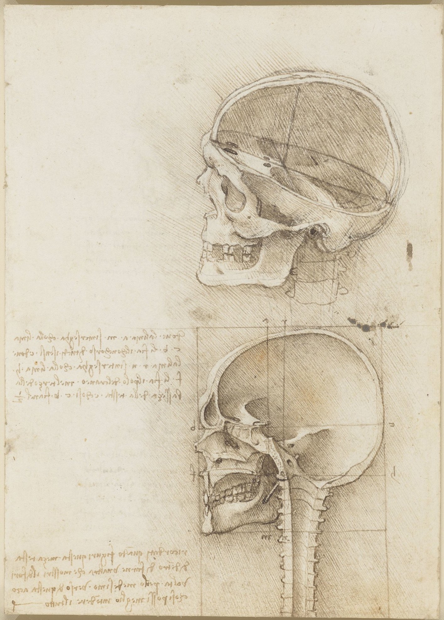 13 919057 skull sections.jpg