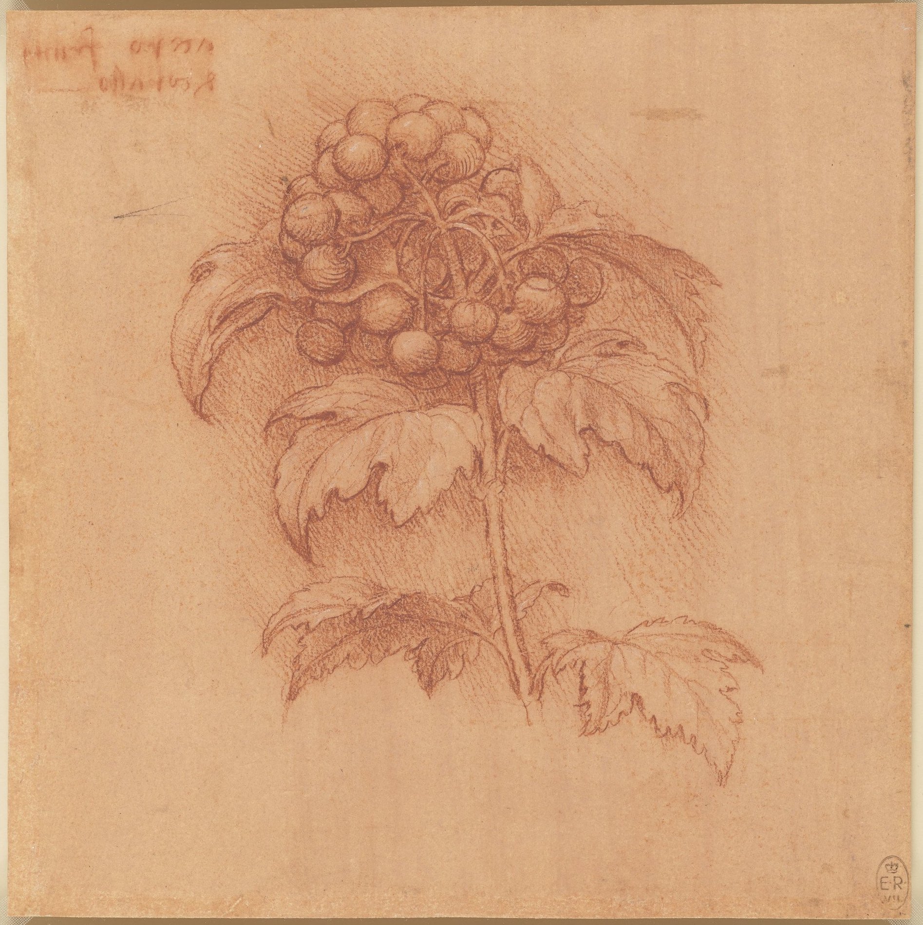 9 912421 guelder rose.jpg