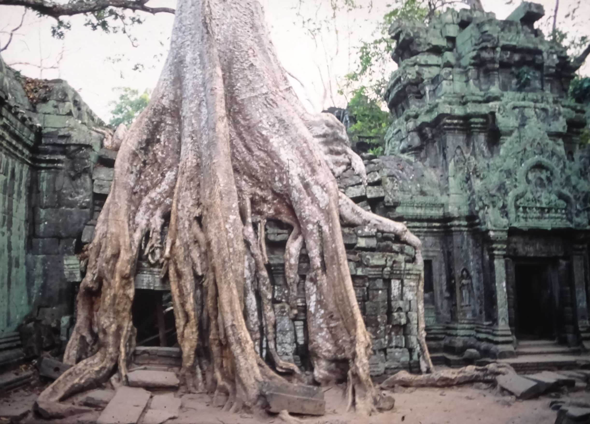 DSC04791 7.26 ta prohm pediment invasive kapok roots
